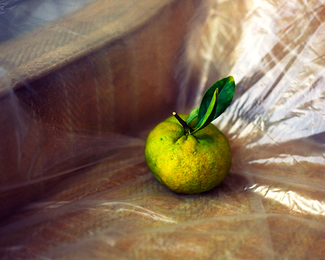Tan-ya Gerrodette, Citrus